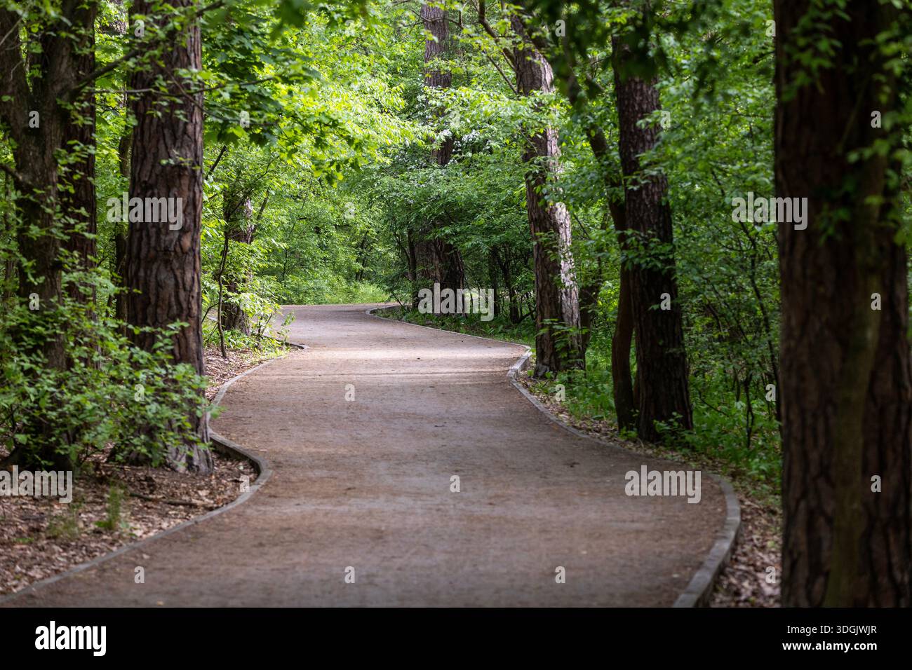 Un sentiero sanitario si snoda attraverso un parco forestale vicino a una grande città. Il percorso strutturato è stato progettato per camminare e fare esercizio all'aperto, circondato da una vegetazione lussureggiante Foto Stock