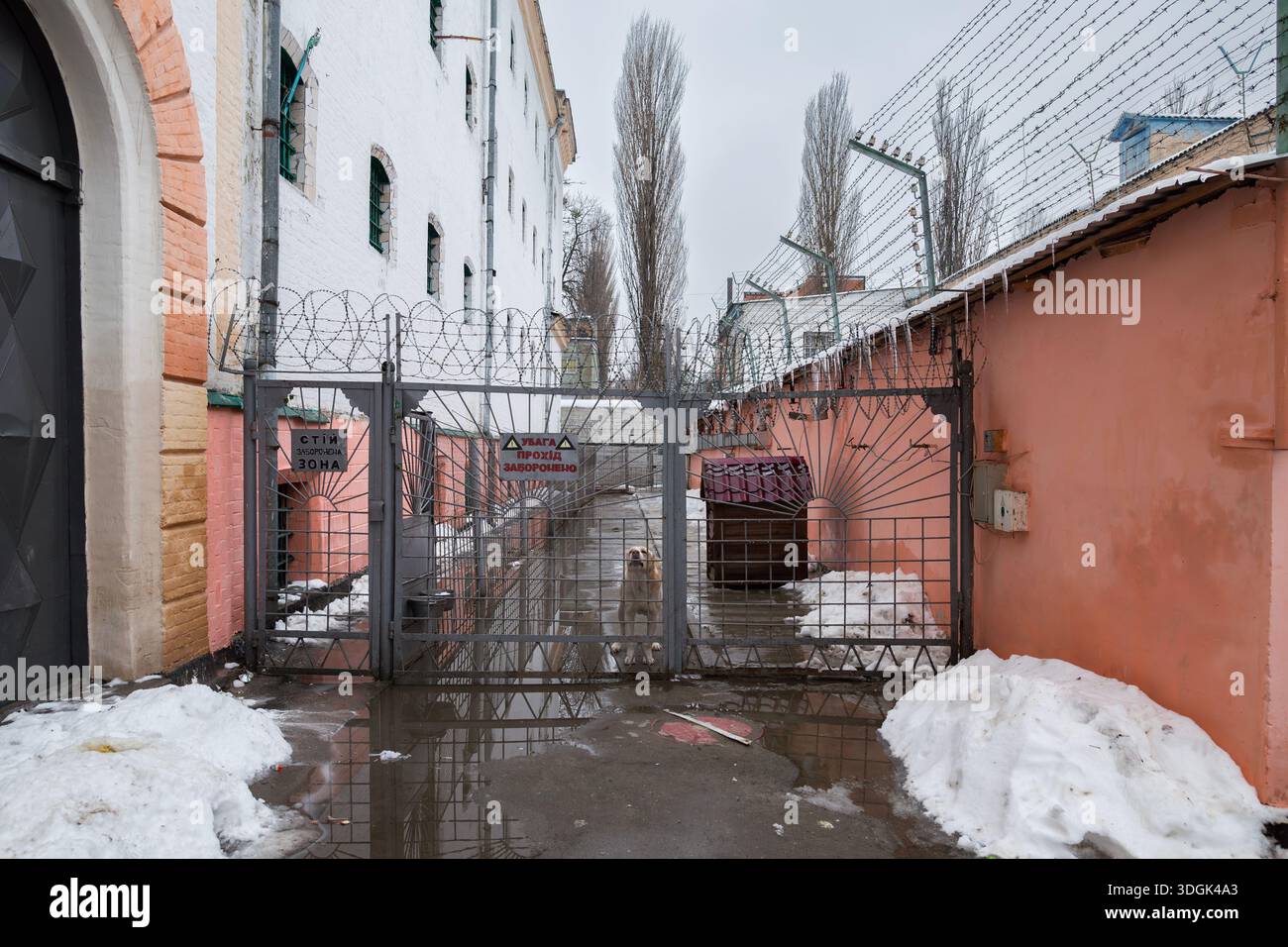 Kiev, Ucraina - 14 dicembre 2019: Cani da guardia arrabbiati abbaiano dietro il cancello metallico nella zona cuscinetto interna del cortile di Lukyanivska detenzione preventiva Foto Stock