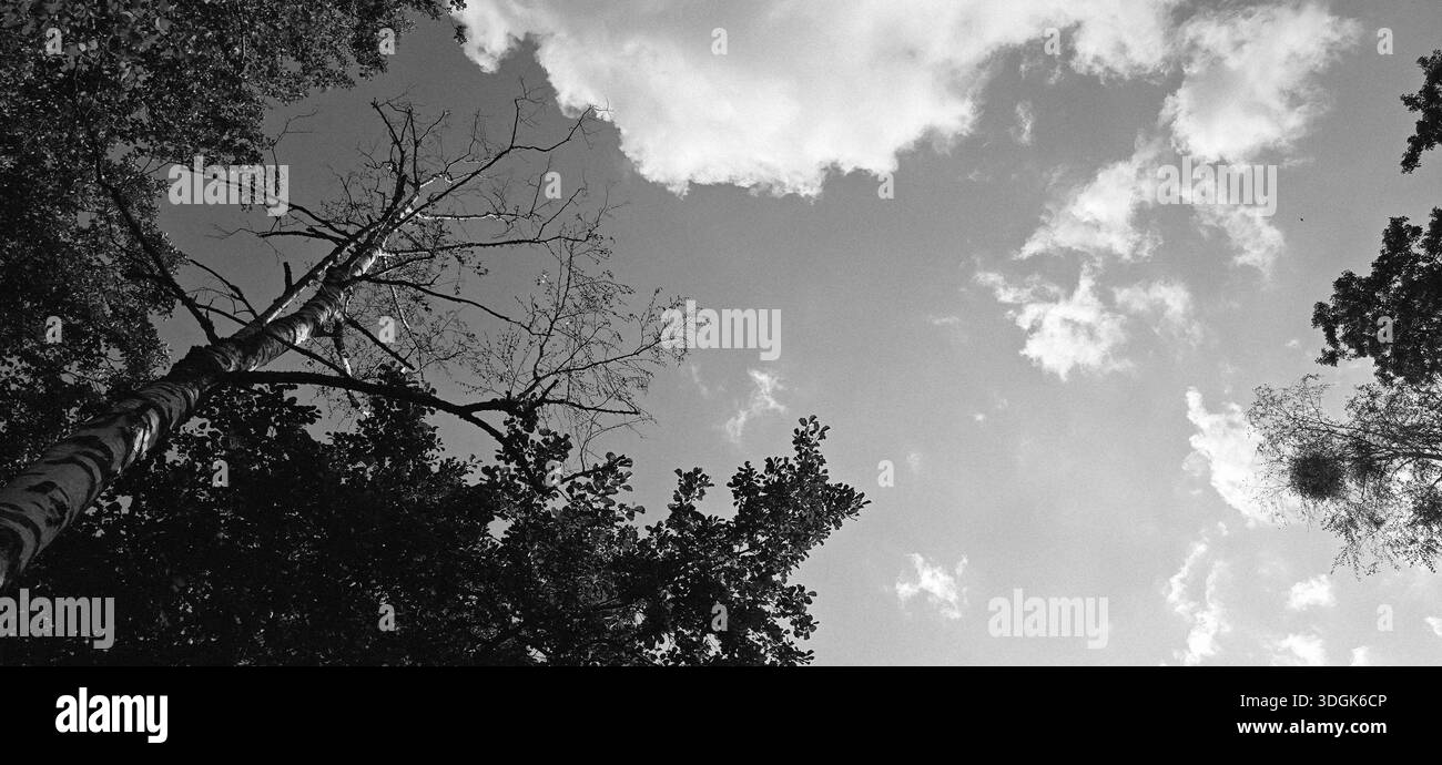 Fotografia in bianco e nero di sagome e rami di alberi visti dal basso contro un cielo nuvoloso, creando una scena naturale calma e drammatica. - Immagine stock catturata con smartphone