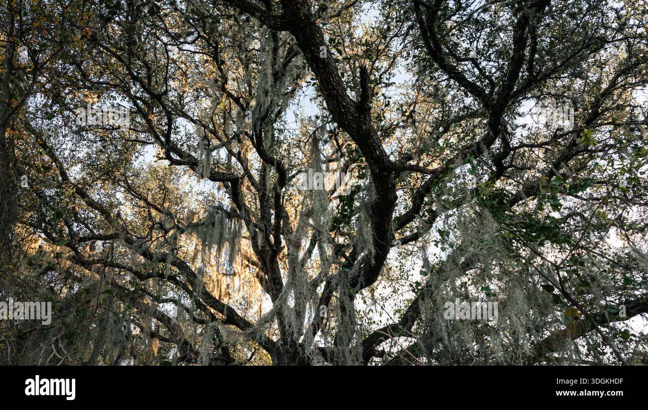 La luce del sole filtra tra tra querce drappeggiate di muschio spagnolo in un bosco del Texas, creando una luce soffusa e naturale e un baldacchino della foresta. Foto Stock