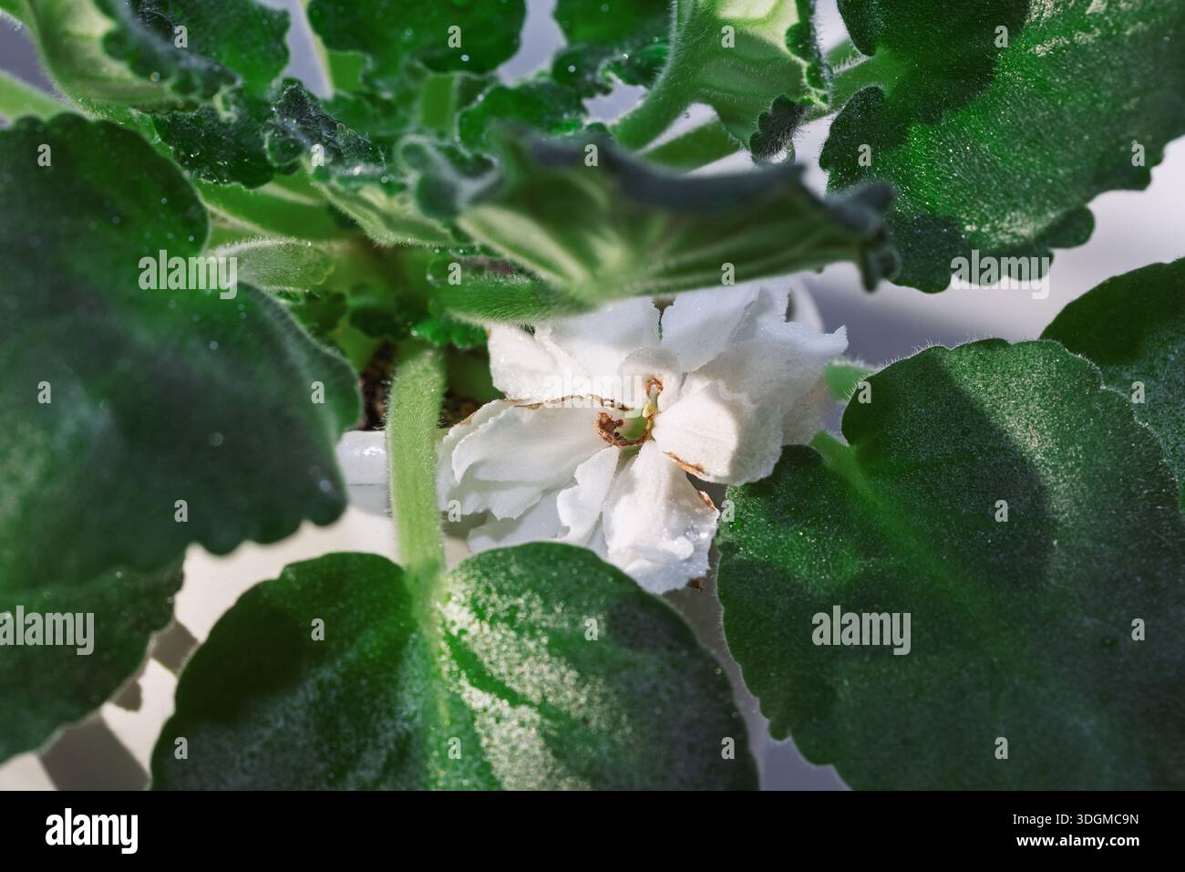 Pianta verde con grandi foglie lussureggianti che circondano delicati fiori bianchi con centro marrone chiaro. Vista ravvicinata di una varietà di viola africana, Highlightin Foto Stock