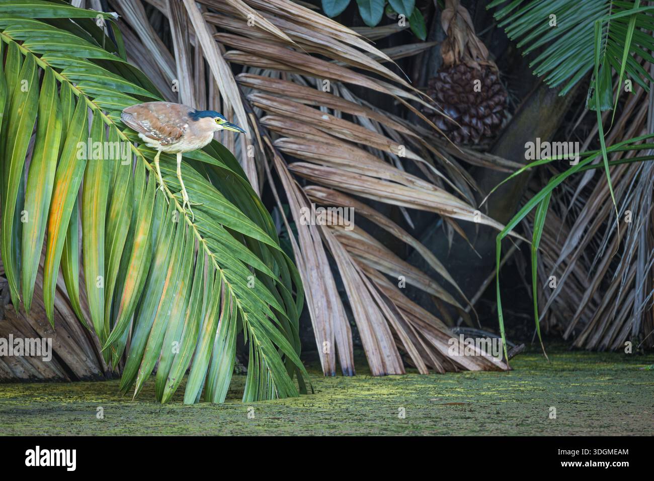 Un singolo Nankeen Night Heron che cammina lungo una fronte di Black Palm cercando di avvicinarsi al bordo dell'acqua per usare le sue abilità come predatore furtivo. Foto Stock
