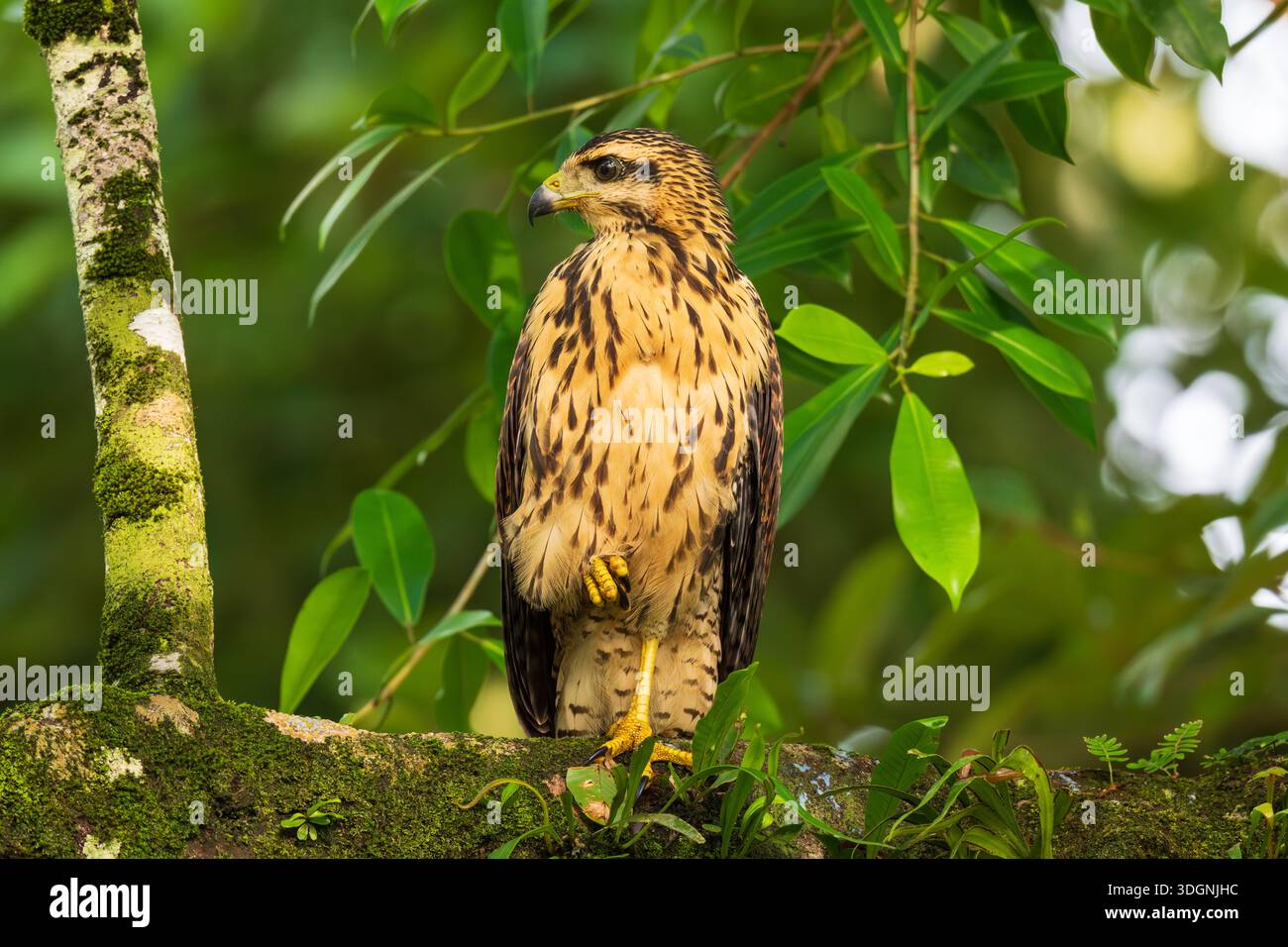 Il falco nero comune, Buteogallus anthracinus, è un uccello preda della famiglia degli Accipitridae Foto Stock