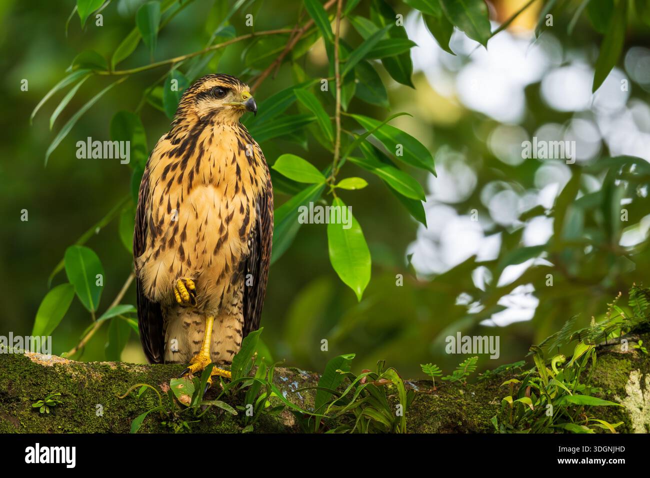 Il falco nero comune, Buteogallus anthracinus, è un uccello preda della famiglia degli Accipitridae Foto Stock