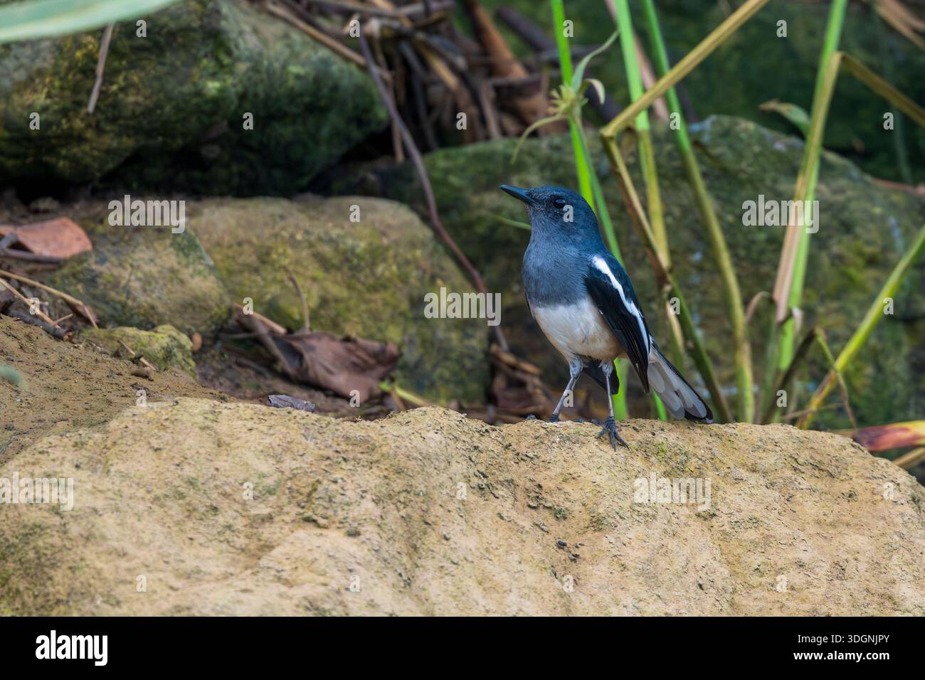 Magpie-robin orientale, Copsychus saularis femminile Foto Stock