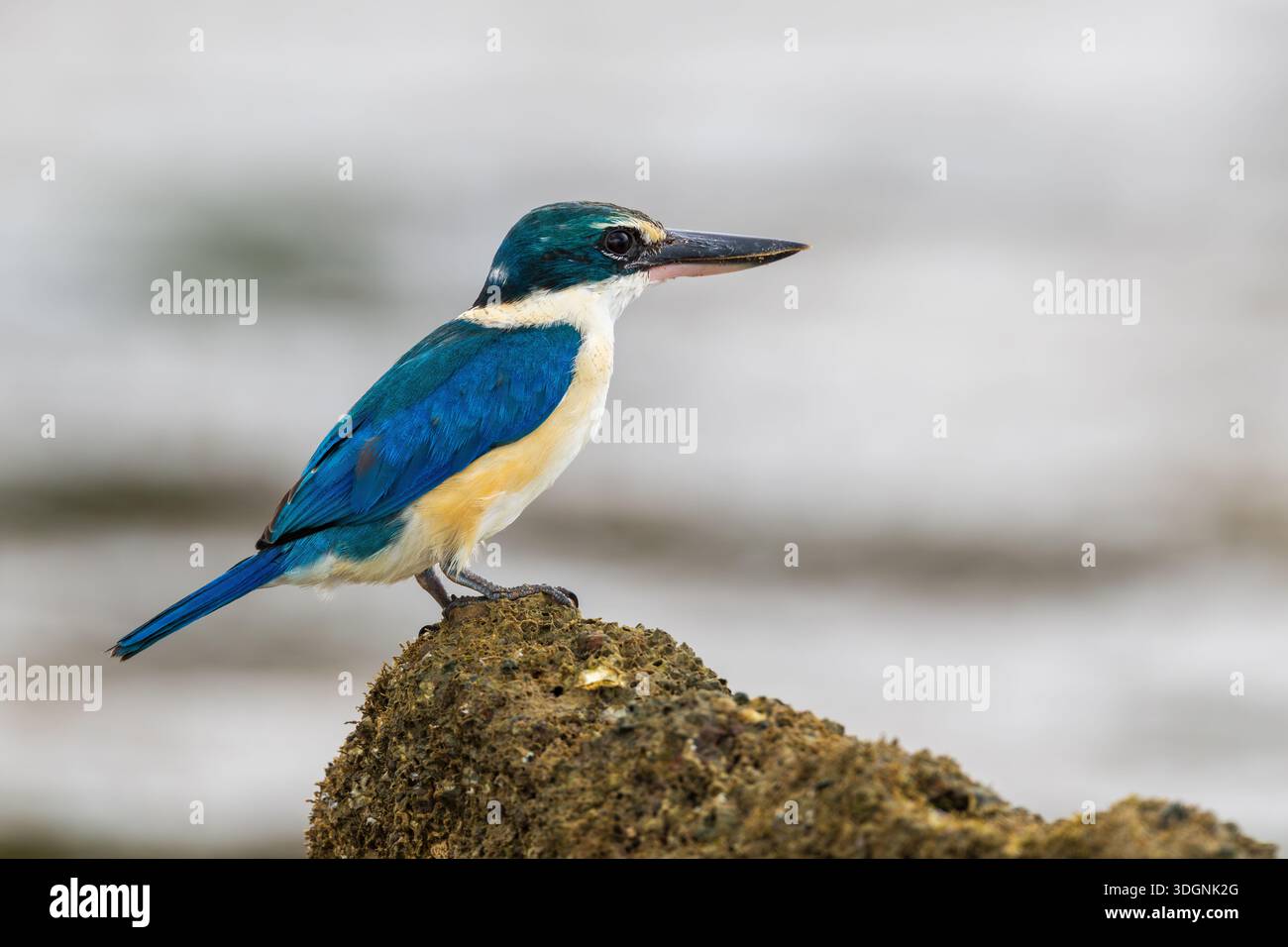 kingfisher con colletto, Todiramphus chloris Foto Stock