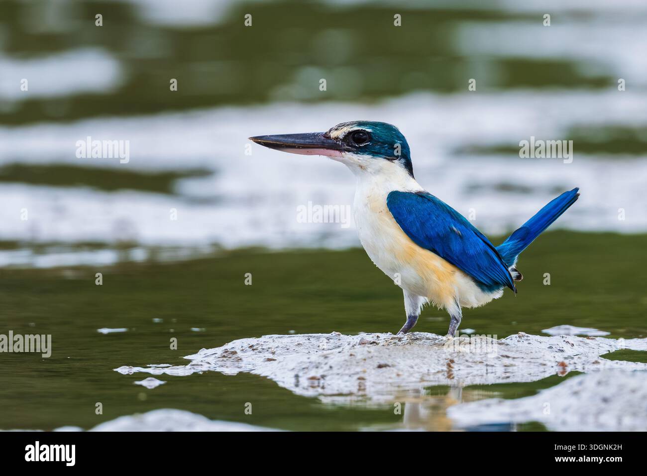 kingfisher con colletto, Todiramphus chloris Foto Stock