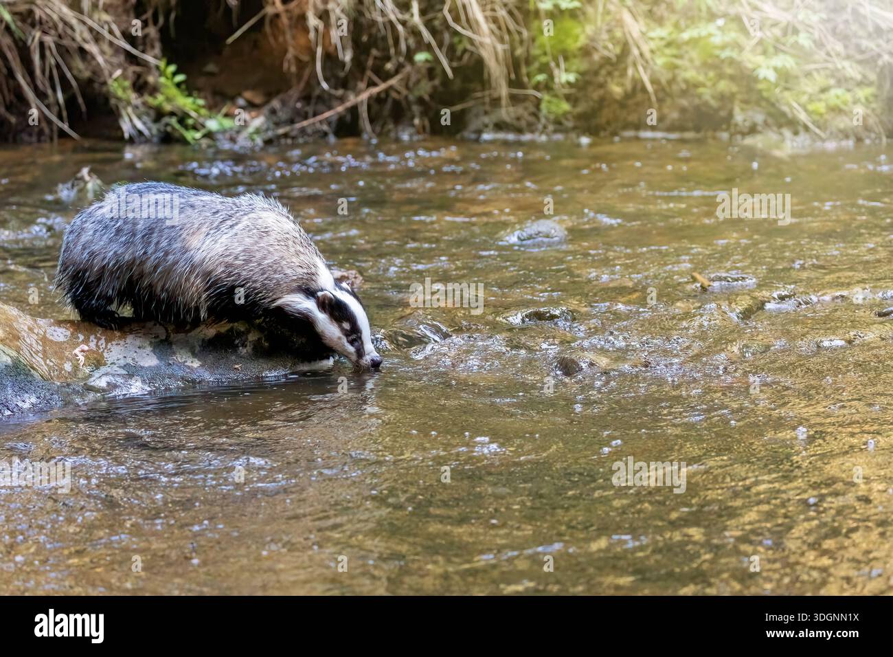 Il budger europeo beve da un fiume che scorre. Orizzontalmente. Foto Stock