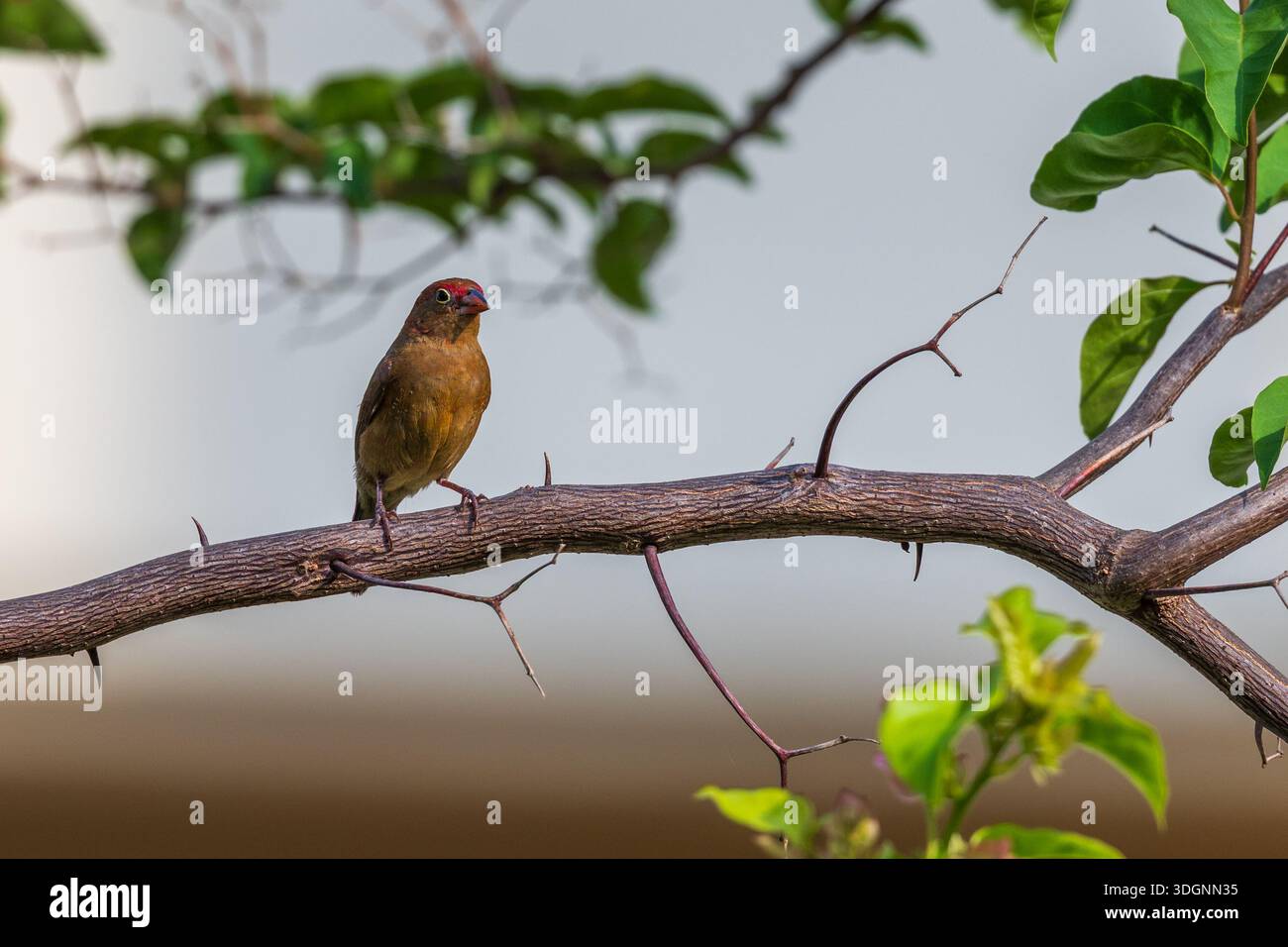 Femmina Firaffinch con becco rosso. Lagonosticta senegala Foto Stock