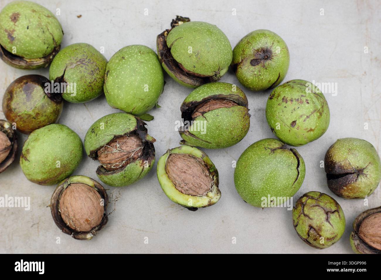 Noci. Juglans regia. Noci inglesi comuni appena raccolte in buccia, rivelando il seme; il guscio contiene una noce commestibile e gustosa. REGNO UNITO Foto Stock