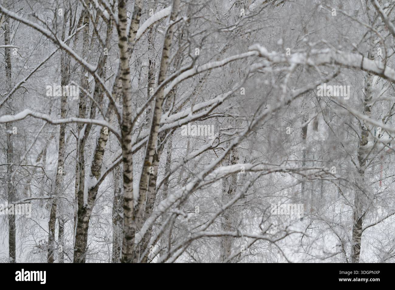 rami di betulla ricoperti di neve che formano una cornice architettonica intorno a un paesaggio invernale tenue, arti intersecanti e nevicate dolci, dettagli nitidi per l'outdoo Foto Stock