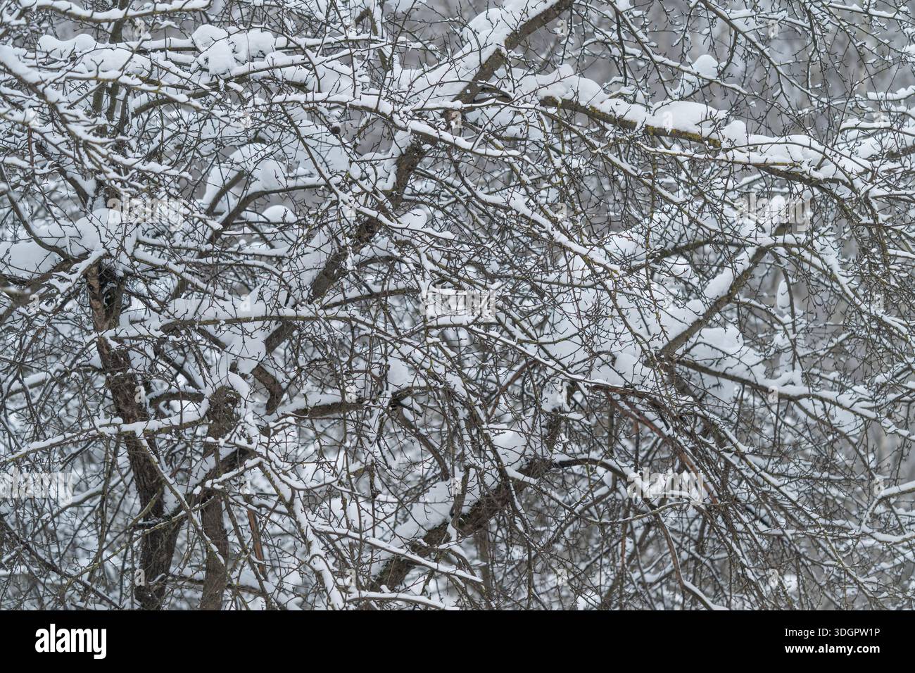 Rami ricoperti di neve in un telaio stretto, intricato groviglio di ramoscelli e corteccia strutturata sotto la neve fresca, dettagli particolari per lo studio della natura, fondo botanico Foto Stock