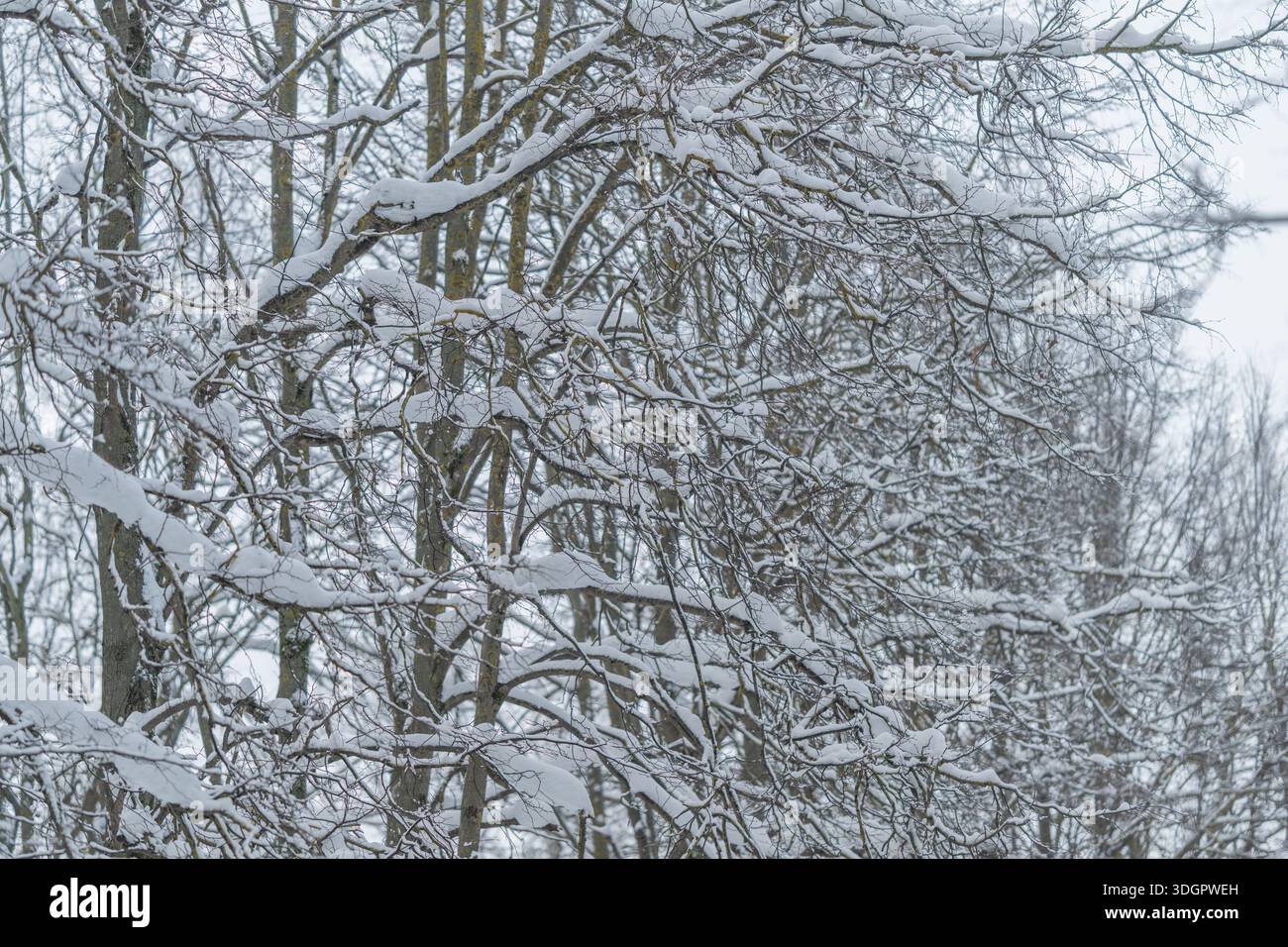 La scena invernale di Hygge con rami di bacche innevati, texture rustiche e luce delicata evocano un'atmosfera di vacanza accogliente, ideale per biglietti d'auguri e stagione Foto Stock