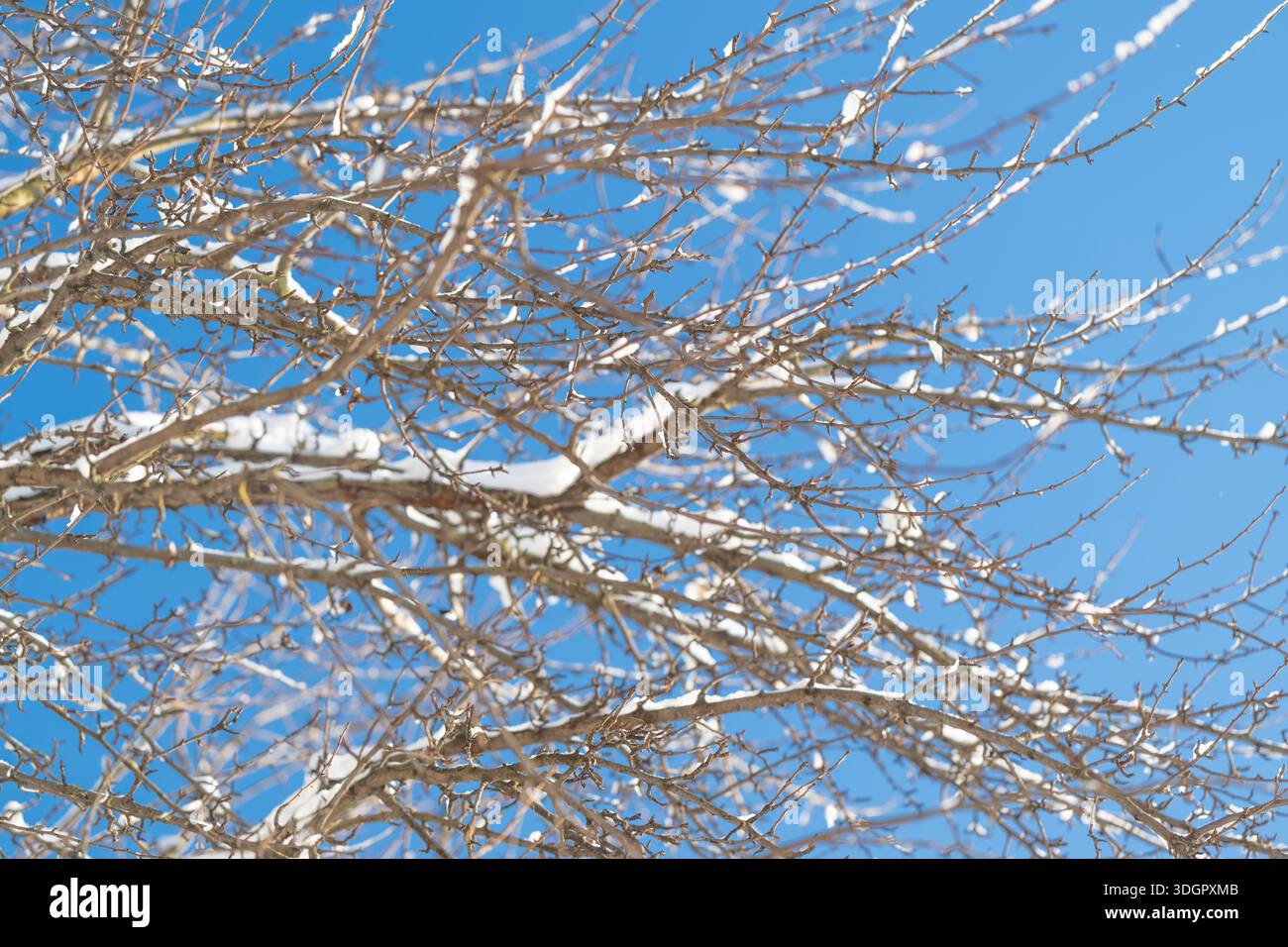 rami spolverati di neve contro il cielo blu, gemme delicate e ramoscelli sottili spolverati di neve fresca, luce solare che crea luci soffuse, atmosfera fredda e frizzante, Foto Stock