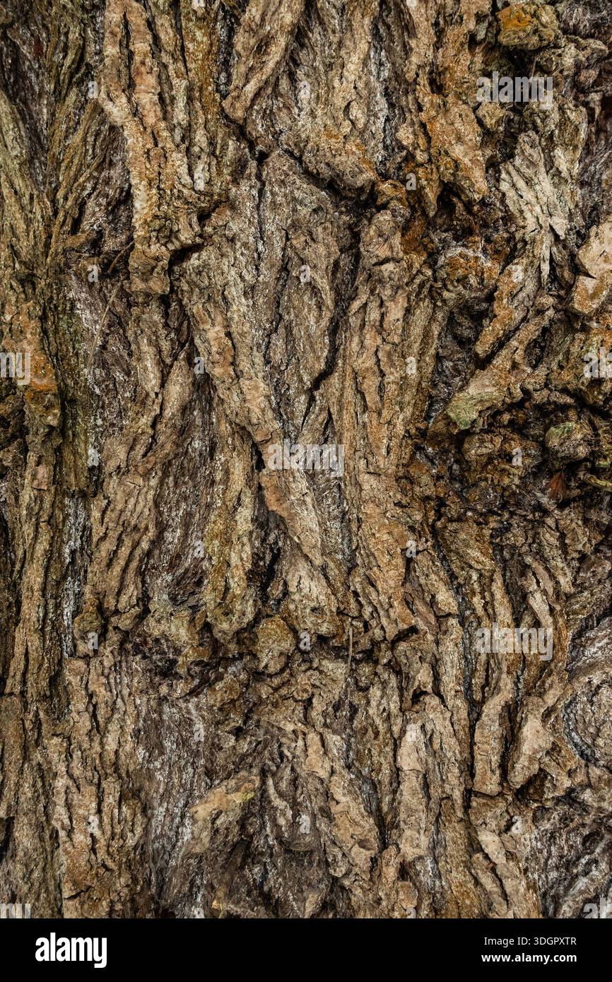 Primo piano della robusta struttura della corteccia degli alberi che mostra motivi naturali e superfici in legno intemperie Foto Stock