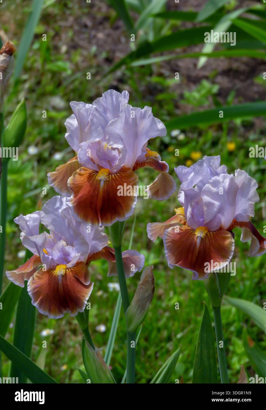 Gruppo di tre Iris barbuti che mostrano standard di lavanda pallida e profonde cascate color ruggine con bordature dorate, creando un punto focale audace per gli ornamenta Foto Stock