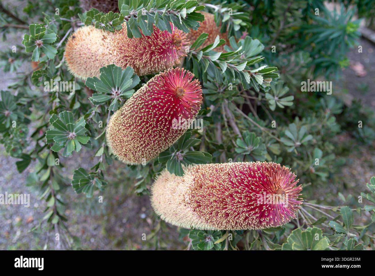 Sorprendenti punte floreali di banksia praemorsa (banksia a foglia tagliata), evidenziando dense infiorescenze e morfologia unica di queste Proteaceae australiane Foto Stock