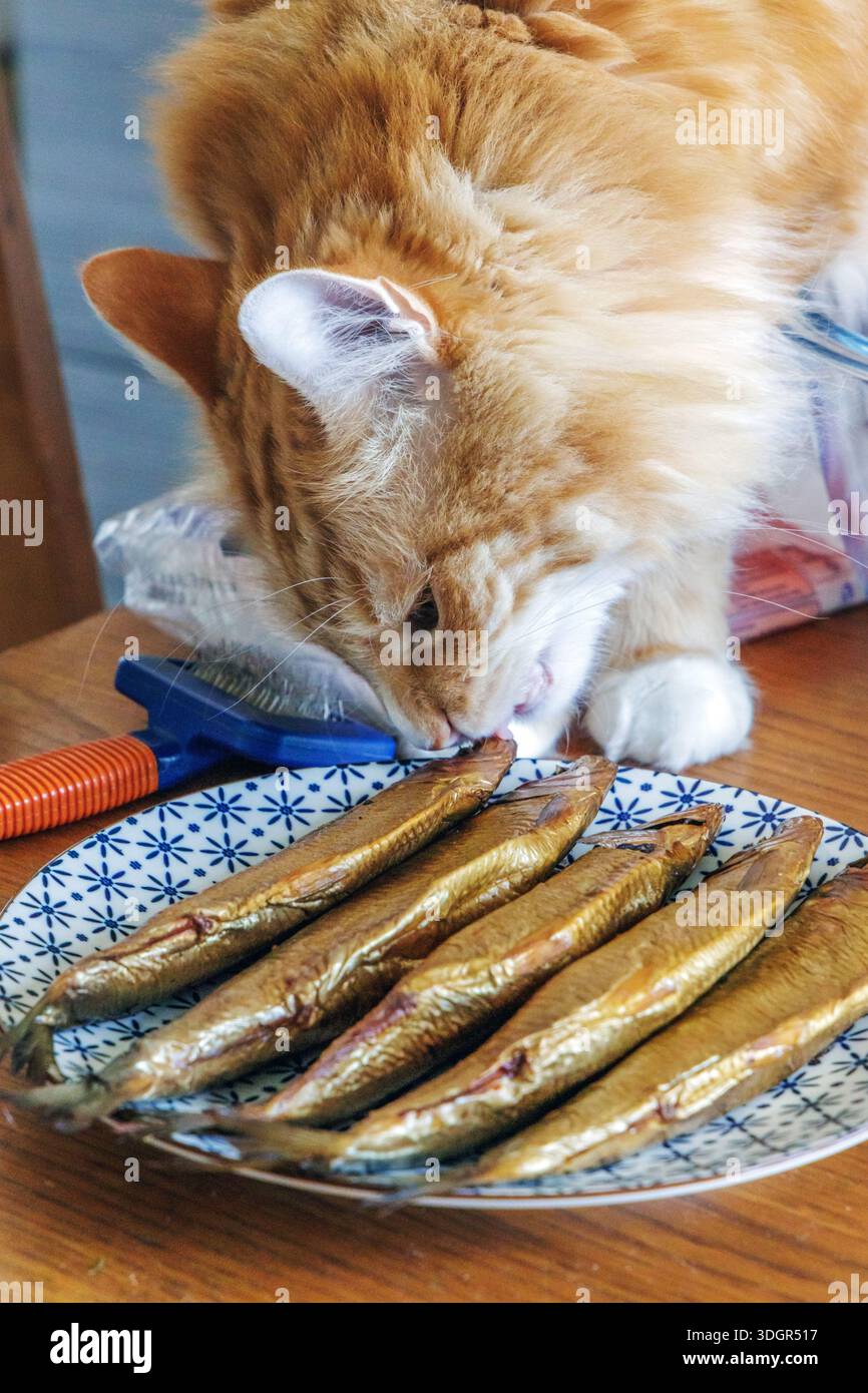 Gatto rosso soffice che esplora gli spratti affumicati su un piatto. Fotografie di animali domestici di alta qualità che mostrano la curiosità degli animali e scene di vita domestica. Foto Stock