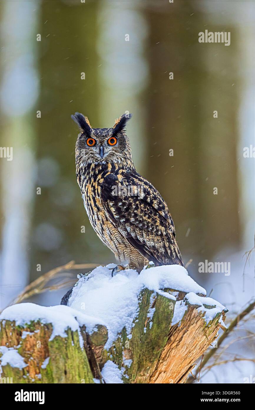 Un gufo di aquila eurasiatica (bubo bubo) osserva da un ceppo innevato in una foresta invernale, con neve alla deriva e tronchi sfocati alle spalle. Foto Stock