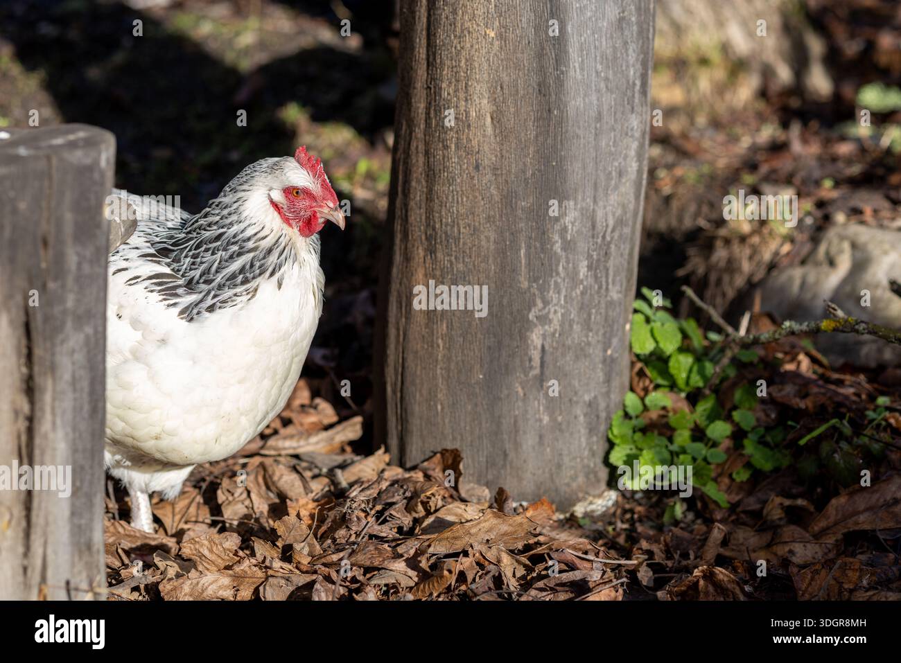 Polli del Free Range che camminano in campagna Foto Stock