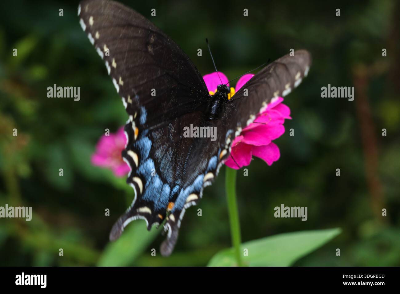 Orientale a coda di rondine di Tiger Butterfly Foto Stock