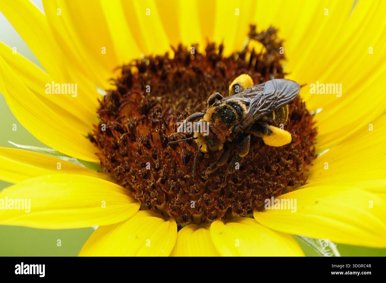Ape on Sunflower Gathering Pollen Foto Stock