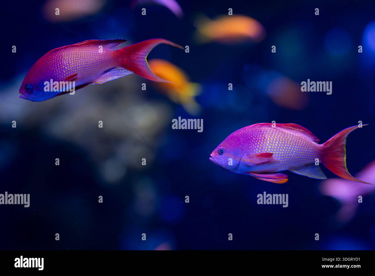 Vivace pesce goldie di mare (Pseudanthias squamipinnis) che nuota in acque blu profonde con un morbido sfondo bokeh tropicale. goldie di mare che brillano sott'acqua. Foto Stock