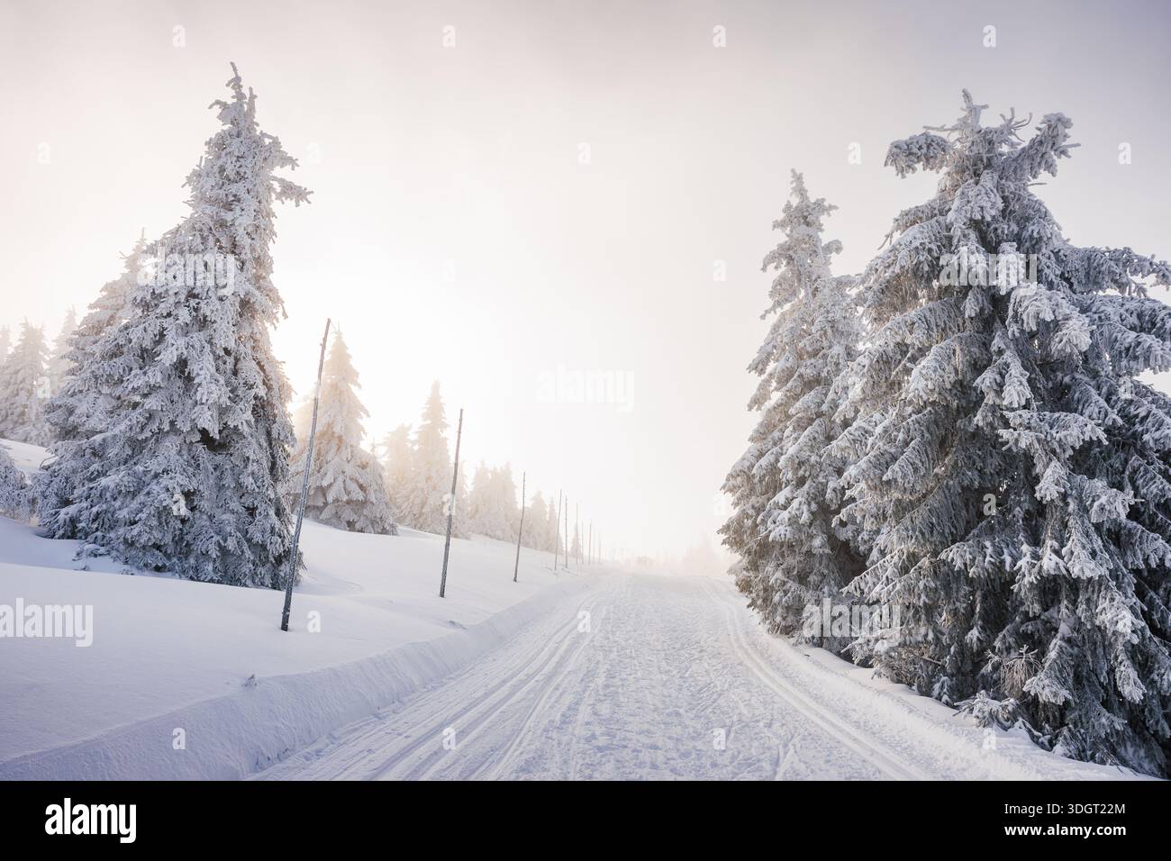 Pista da sci di fondo che conduce attraverso la foresta invernale sotto il cielo soleggiato. Sentiero innevato in montagna Foto Stock