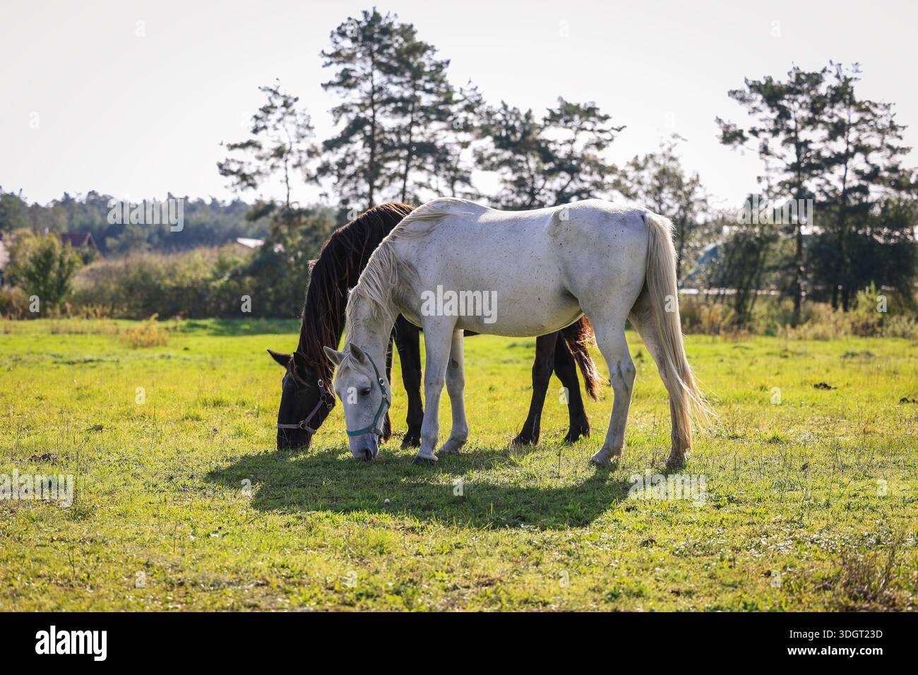 Due cavalli che pascolano l'erba sul prato o sul pascolo. Tranquillo paesaggio rurale presso la fattoria degli animali Foto Stock