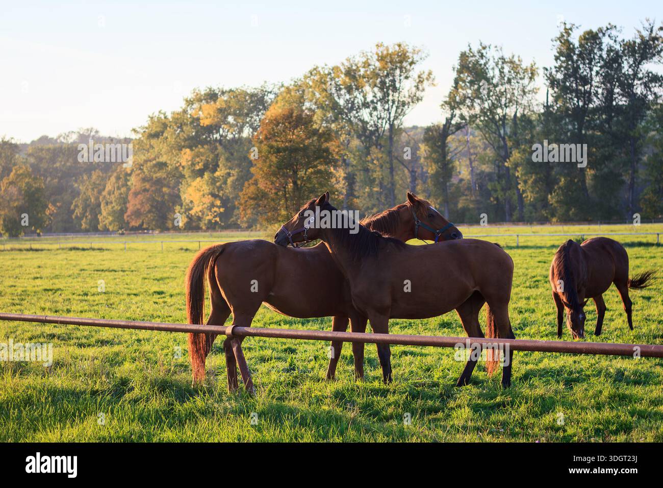 Due cavalli che si tollerano, mordono e si graffiano a vicenda sul pascolo. Comportamento degli animali in azienda Foto Stock