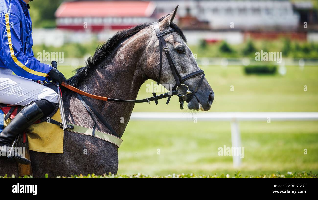 Cavalli da corsa grigi con fantino prima delle corse ippiche. Competizione di sport animali Foto Stock
