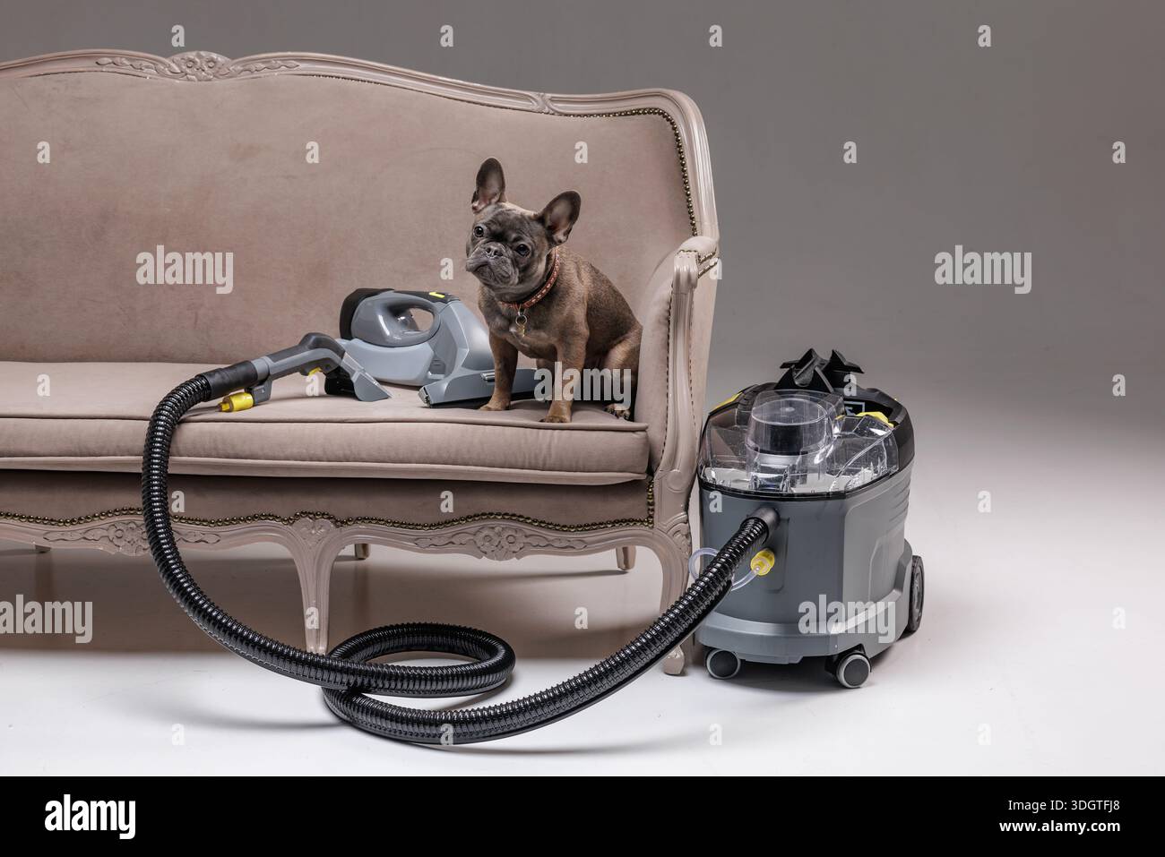 Foto in studio del cane sul divano con aspirapolvere per tappezzeria per banner e pubblicità sul sito Web dell'azienda di pulizia. Foto Stock