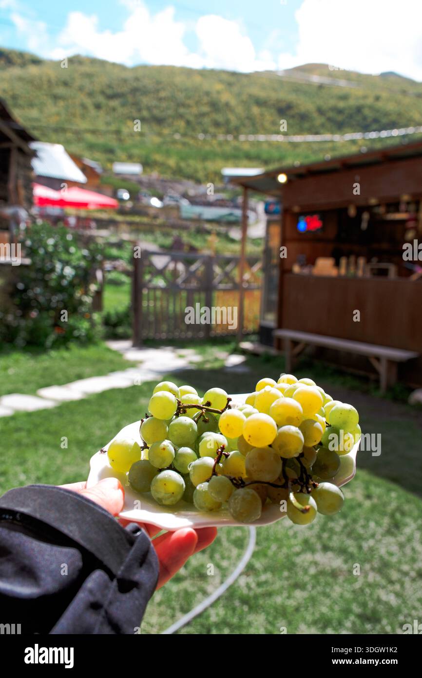 Uva verde fresca tenuta a mano all'aperto, che mette in risalto frutta matura, freschezza naturale e un semplice momento quotidiano in un giardino. Foto Stock
