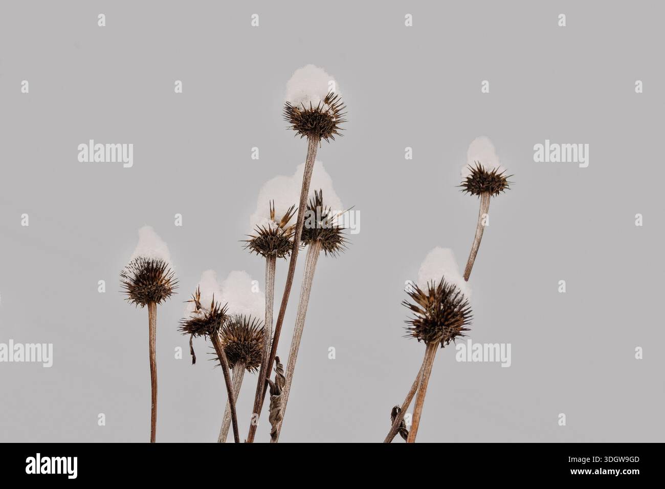 In inverno, l'echinacea si staglia con la neve in cima contro un cielo grigio Foto Stock