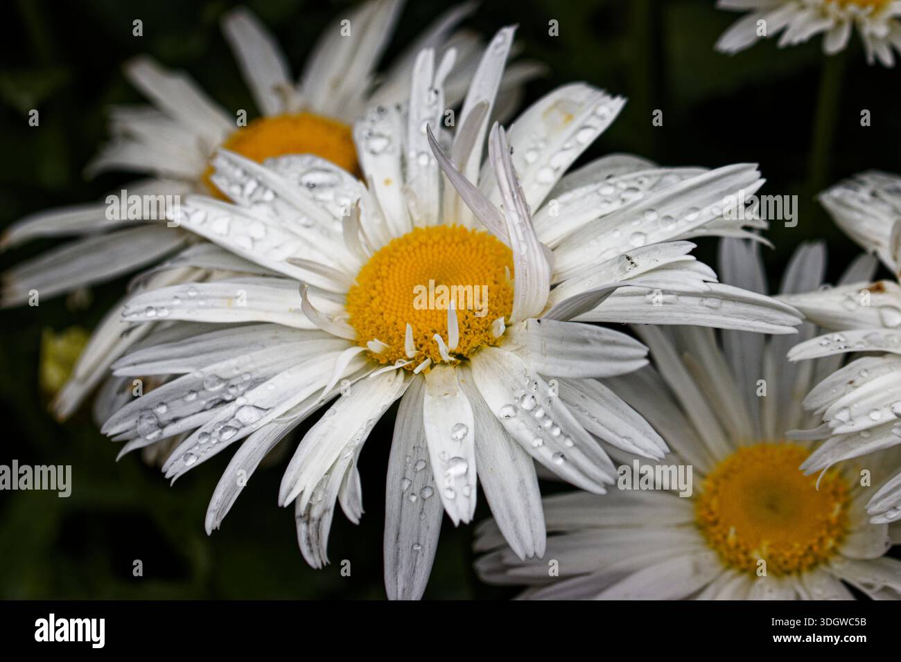Leucanthemum superbum, comunemente chiamato Shasta daisy, è un ibrido sviluppato da Luther Burbank (1849-1926) negli anni '1890 vicino al Monte innevato. Shasta. Foto Stock