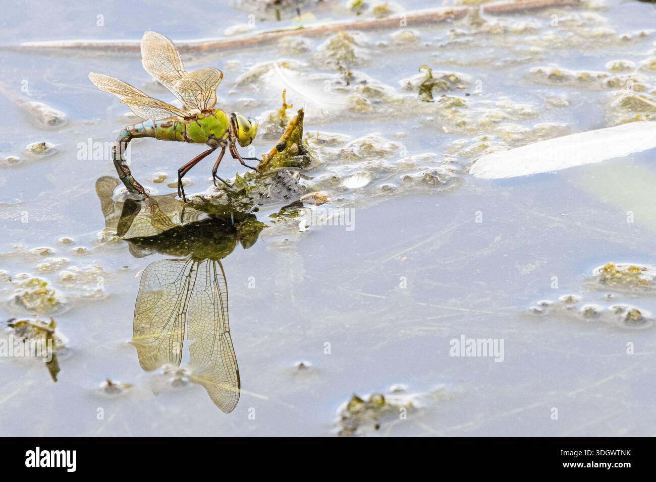 Dragonfly Imperatore Blu (Anax imperator) Foto Stock