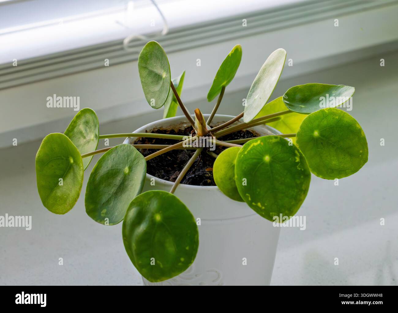 Pianta verde su davanzale in una casa moderna. Impianto monetario cinese (Pilea peperomioides), noto anche con altri nomi, come la pianta dei pancake, Foto Stock