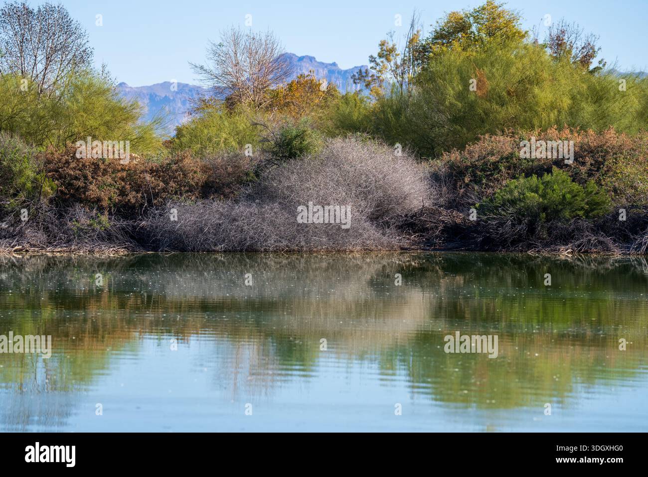 La riserva ripariale di Gilbert, Arizona, è un luogo spettacolare pieno di flora e fauna uniche Foto Stock