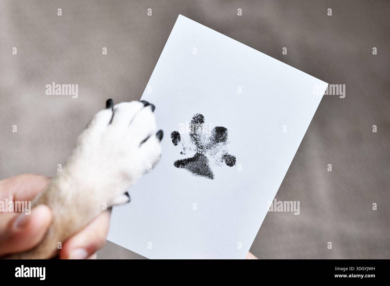 Mano che tiene la zampa del cane accanto alle stampe su carta bianca. Souvenir di animali domestici come ricordo del concetto di cane amato Foto Stock
