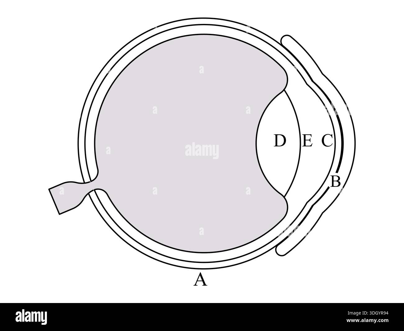 diagramma trasversale anatomico dell'occhio umano che mostra le strutture interne tra cui la cornea della lente la retina e il nervo ottico per l'educazione medica Illustrazione Vettoriale