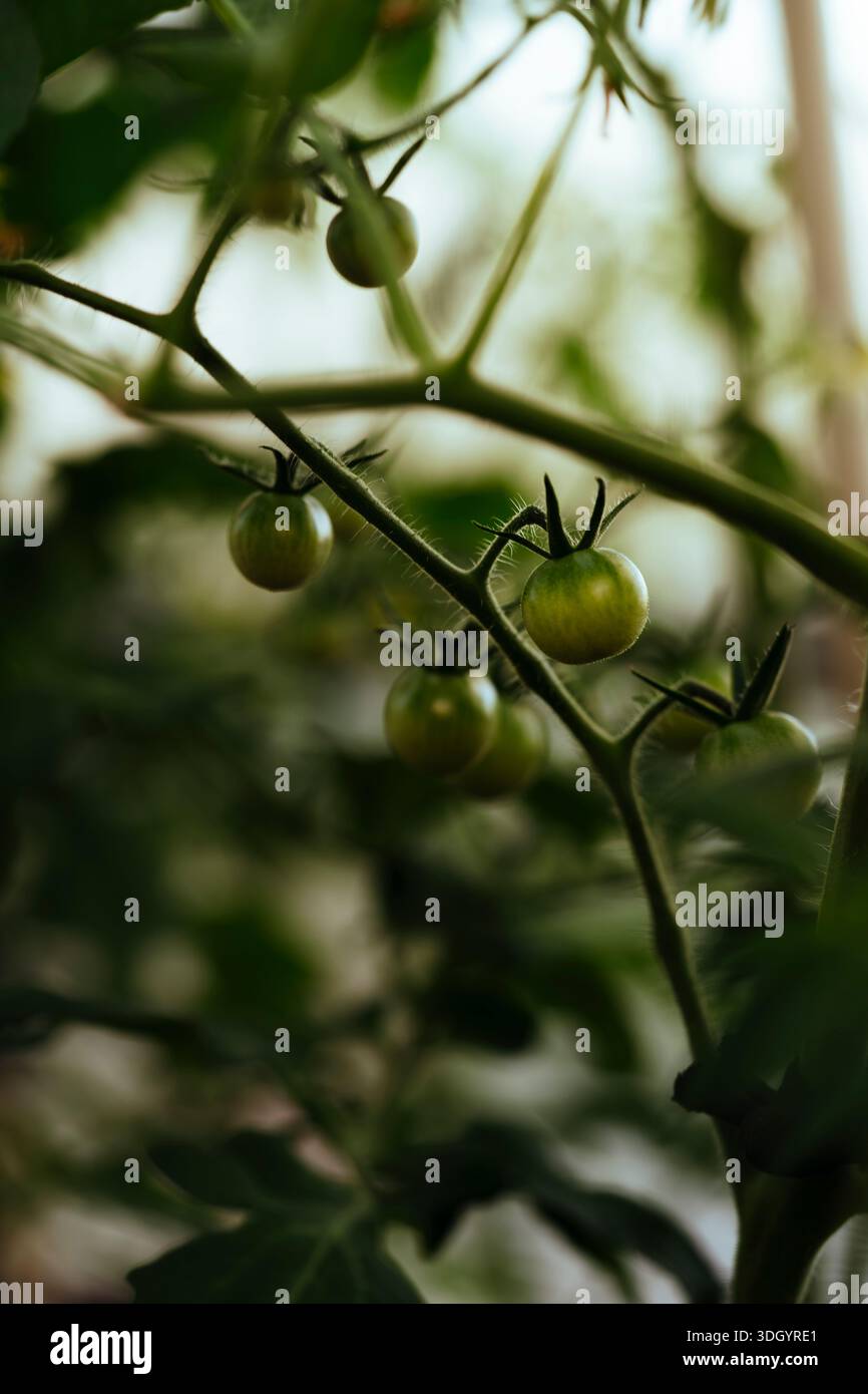 Primo piano di piccoli pomodori ciliegini verdi biologici e coltivati in casa che crescono su una vite in una serra con luce naturale soffusa. Foto Stock