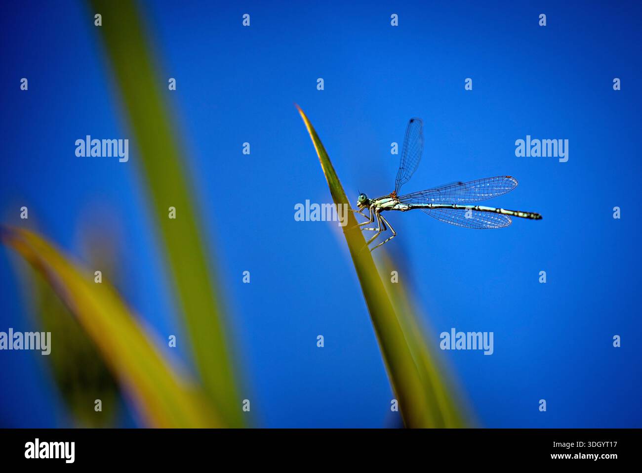 Il comune darter su uno stelo di canne in Germania (Lestes sponsa) Foto Stock