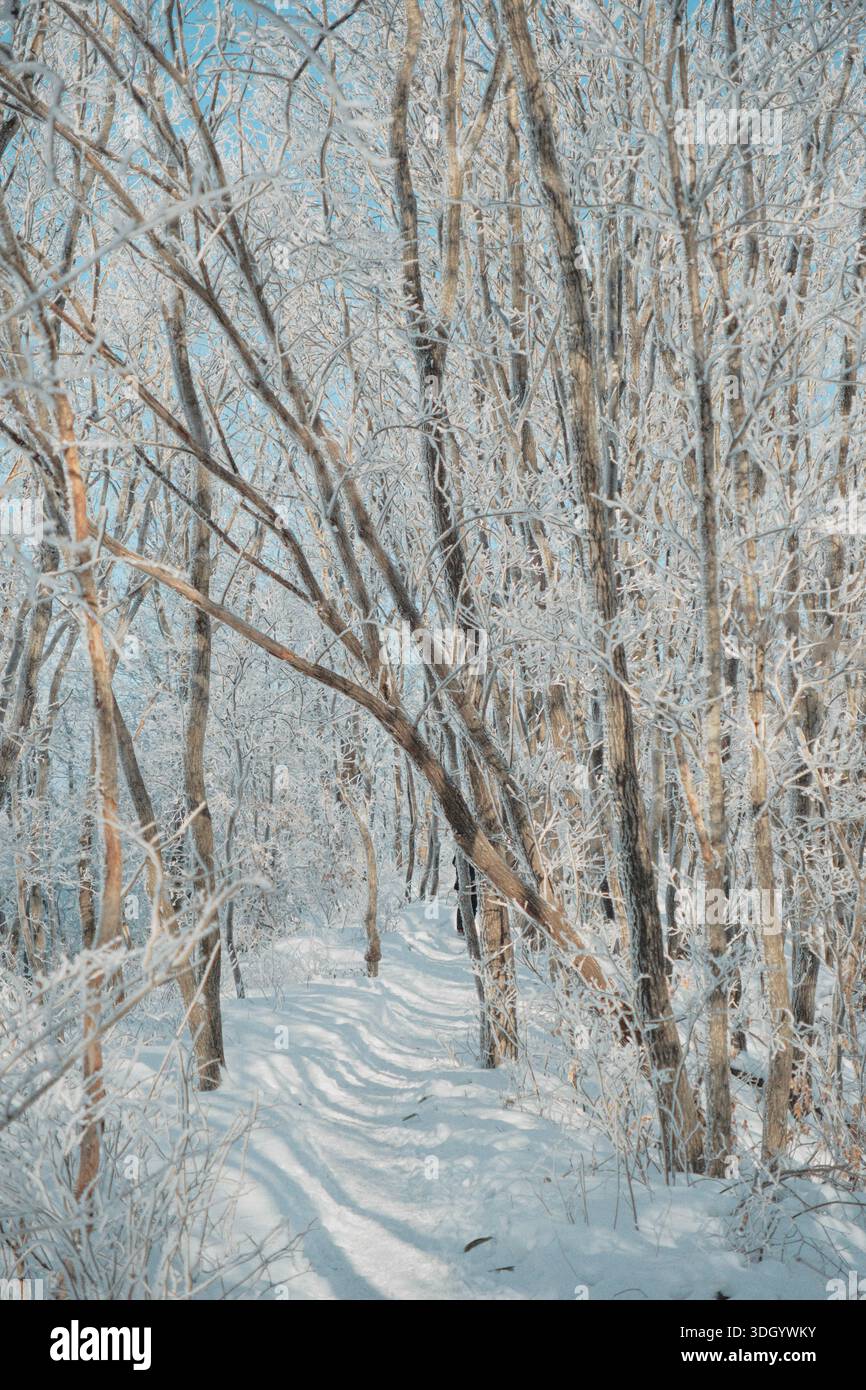 Un tranquillo sentiero nella foresta invernale sul monte Gyebangsan, Corea del Sud, circondato da alberi ricoperti di gelo e neve incontaminata, che creano un tranquillo paesaggio naturale Foto Stock