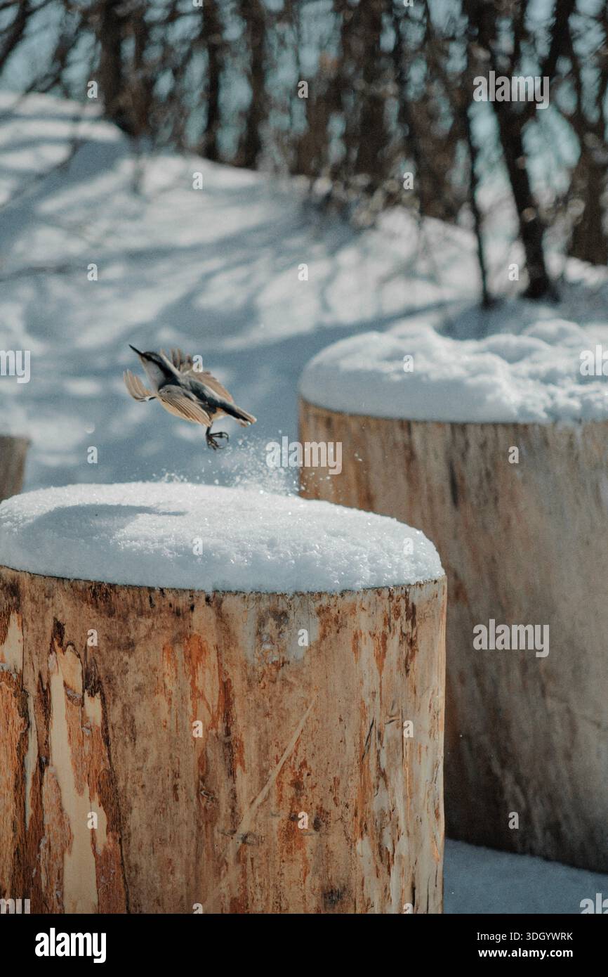 Un piccolo uccello catturato a metà volo sopra ceppi di legno ricoperti di neve in un tranquillo paesaggio invernale coreano, che mette in evidenza un momento di fuga della fauna selvatica Foto Stock