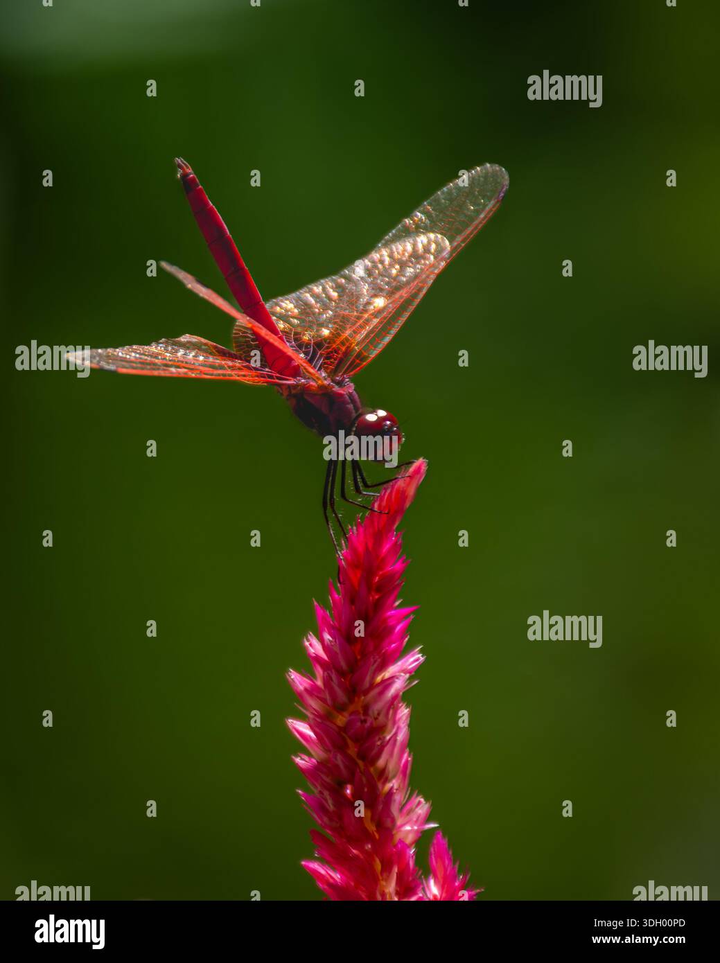 Un bellissimo, vibrante e simmetrico fiore rosa con una libellula praticamente in piedi - verticalmente, nel parco centrale di Hong Kong. Foto Stock