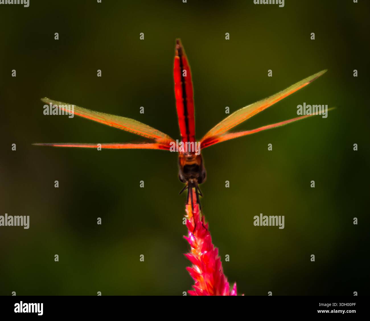 Un bellissimo, vibrante e simmetrico fiore rosa con una libellula praticamente in piedi - verticalmente, nel parco centrale di Hong Kong. Foto Stock