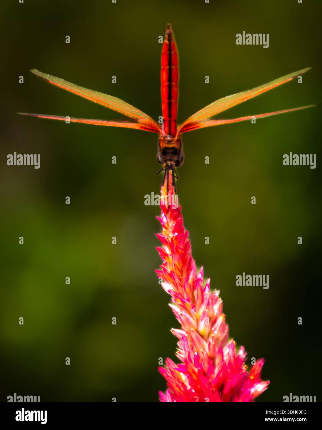 Un bellissimo, vibrante e simmetrico fiore rosa con una libellula praticamente in piedi - verticalmente, nel parco centrale di Hong Kong. Foto Stock