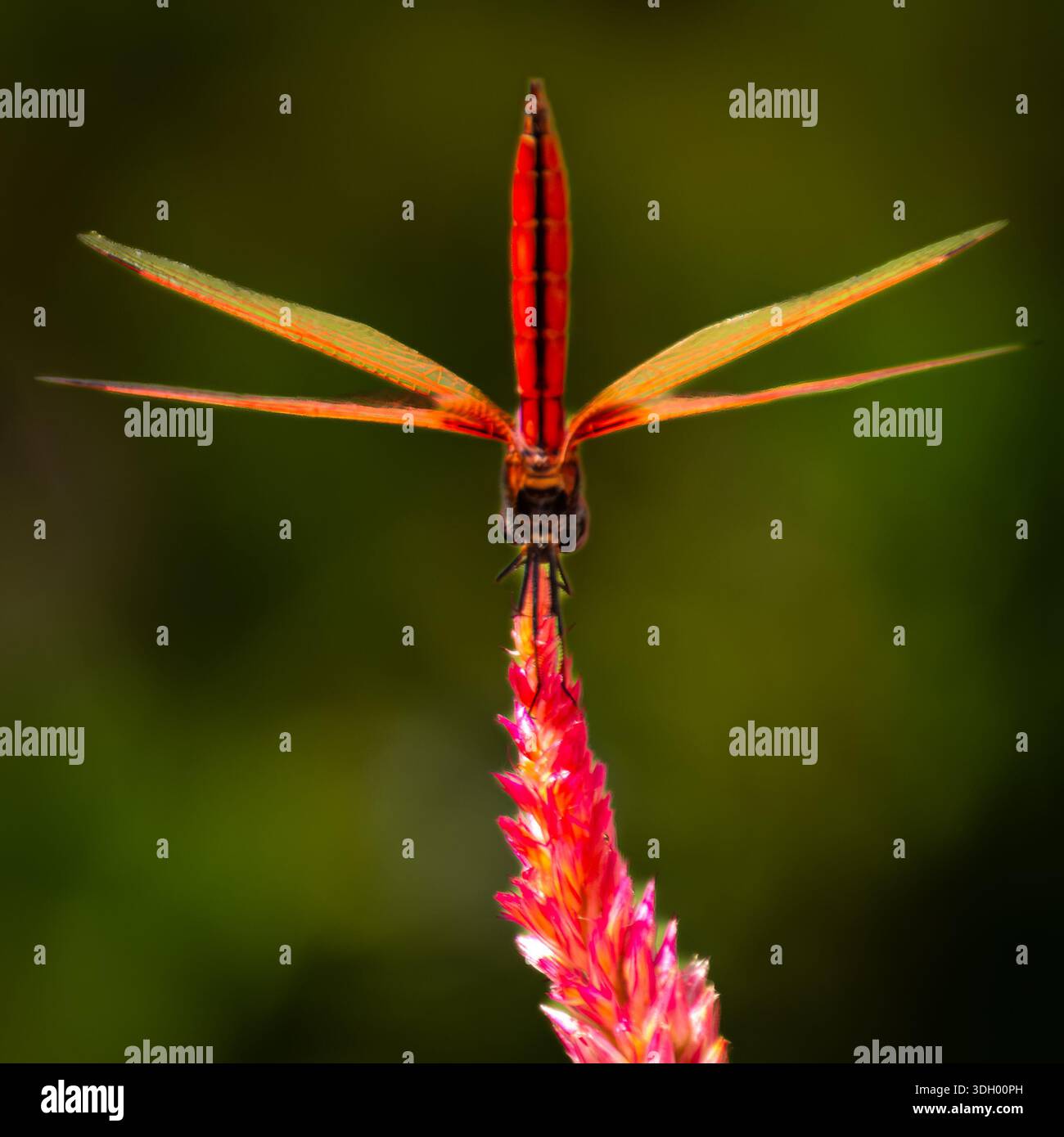 Un bellissimo, vibrante e simmetrico fiore rosa con una libellula praticamente in piedi - verticalmente, nel parco centrale di Hong Kong. Foto Stock