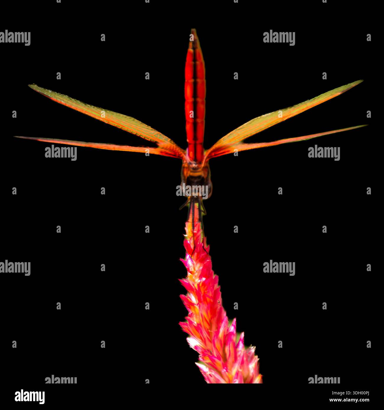 Un bellissimo, vibrante e simmetrico fiore rosa con una libellula praticamente in piedi - verticalmente, nel parco centrale di Hong Kong. Foto Stock
