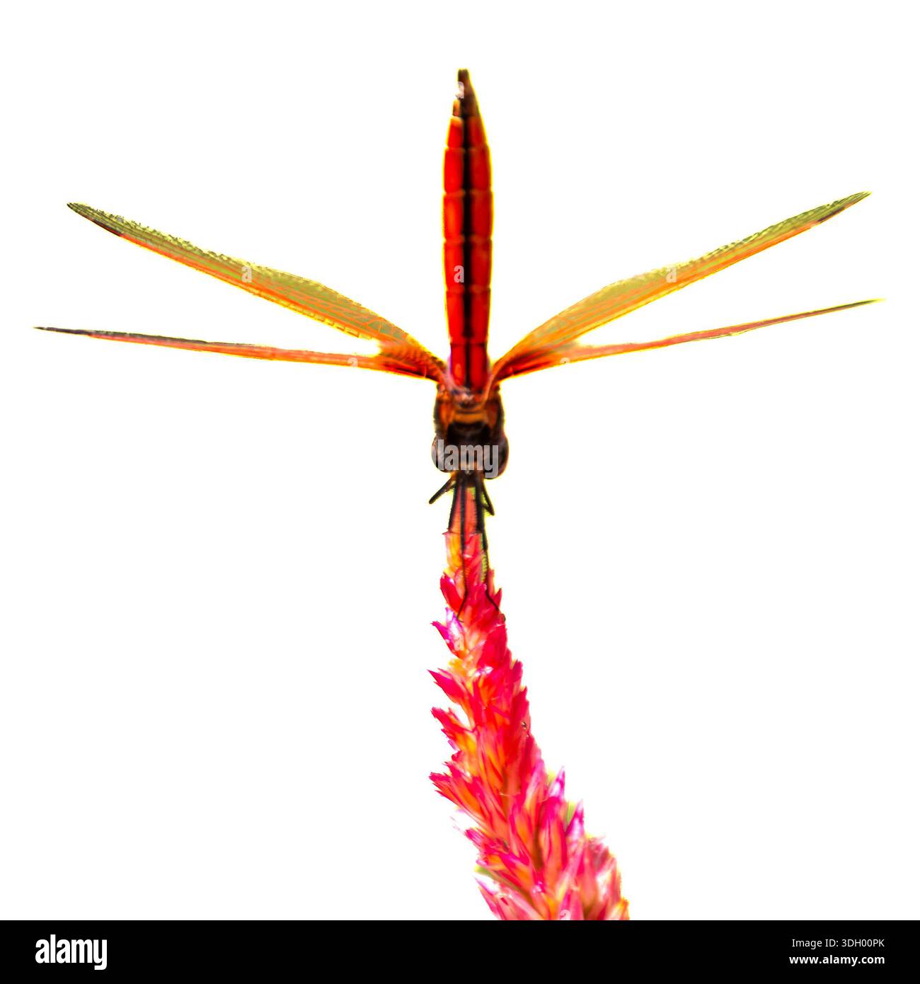 Un bellissimo, vibrante e simmetrico fiore rosa con una libellula praticamente in piedi - verticalmente, nel parco centrale di Hong Kong. Foto Stock
